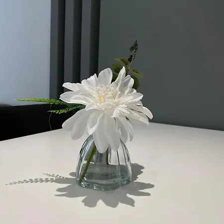 Oaza * سميديريفو